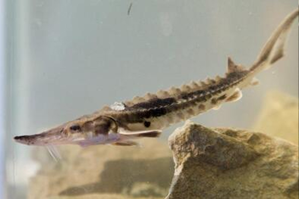 Sturgeon release